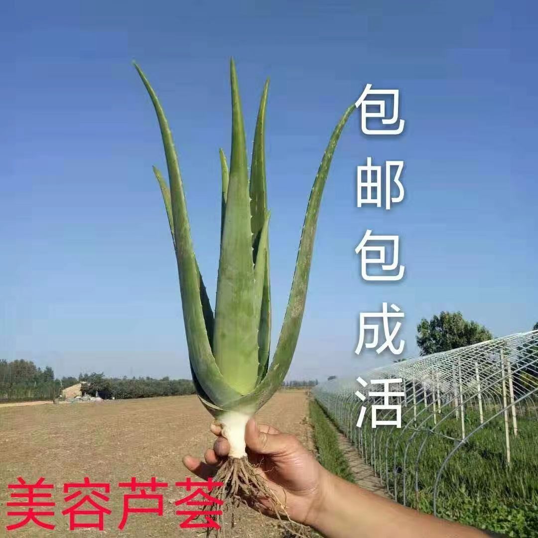 美容院库拉索芦荟盆栽大型绿植灌肤补水食用盆栽花卉室内外种植-图0