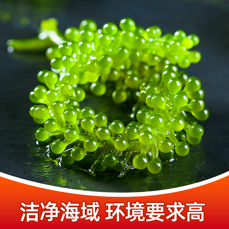 儿童海葡萄口口爆汁盐渍海洋蔬菜植物鱼子酱海藻带菜水葡萄海草