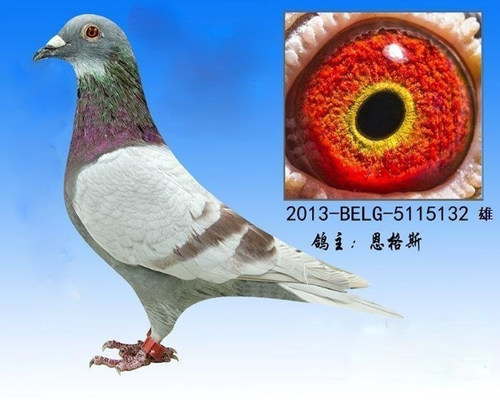 比利时 欧洲原环种鸽 信鸽原环种鸽 - 图0
