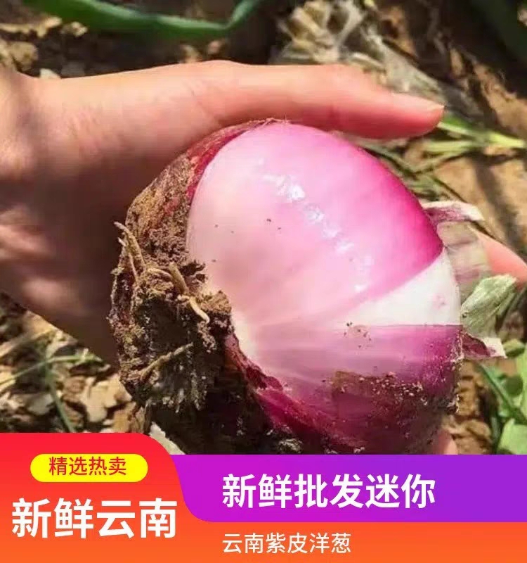 【2024新葱】云南建水洋葱紫皮洋葱薄皮脆甜多汁微辣生吃新鲜蔬菜 - 图0