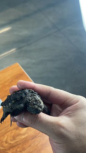 原种佛鳄龟大头小亚成大头大亚成观赏龟深水龟原种佛鳄苗子宠物龟 - 图1