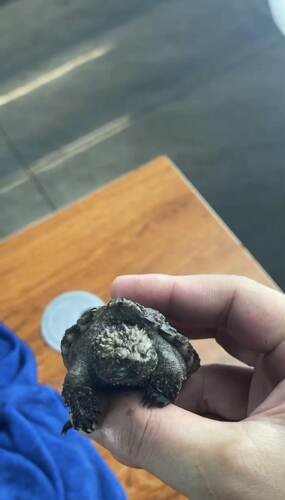 原种佛鳄龟大头小亚成大头大亚成观赏龟深水龟原种佛鳄苗子宠物龟 - 图0