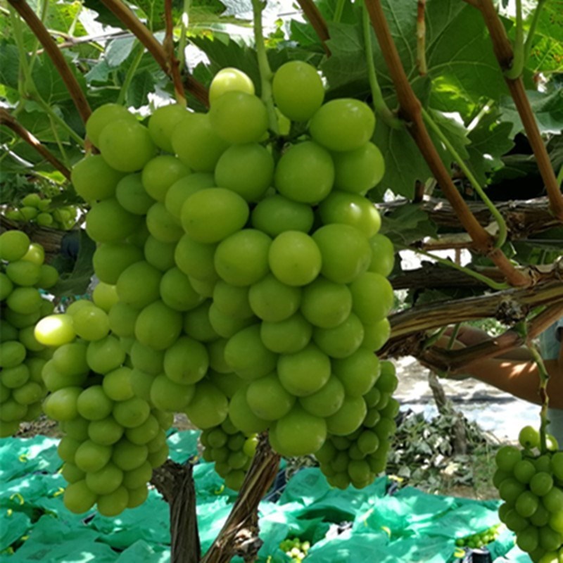 南方种植阳光玫瑰葡萄树苖大北方庭院爬藤特大无籽盆栽嫁接葡萄苗 - 图0