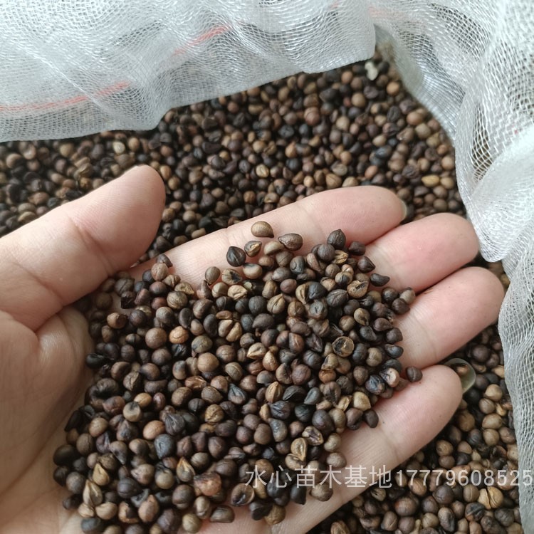 江西白心白蔹种子种苗蛇葡萄山地瓜野红薯五爪藤根白敛中草药材籽 - 图3
