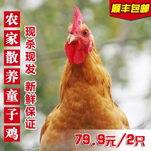 2只正宗农家散养未打鸣童子鸡小公鸡土鸡走地鸡仔鸡草鸡现杀鸡肉 - 图0