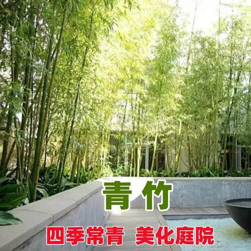 竹子苗四季常青植物庭院种植观赏景观竹金镶玉竹室外黄金竹盆栽竹 - 图3