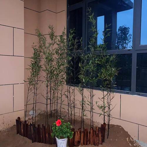 竹子苗四季常青植物庭院种植观赏景观竹金镶玉竹室外黄金竹盆栽竹 - 图2