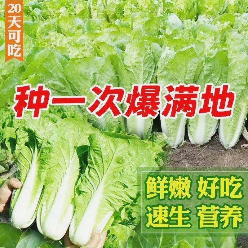 20天速生四季奶油小白菜易种耐寒耐热快菜种子小青菜阳台庭院都可-图0