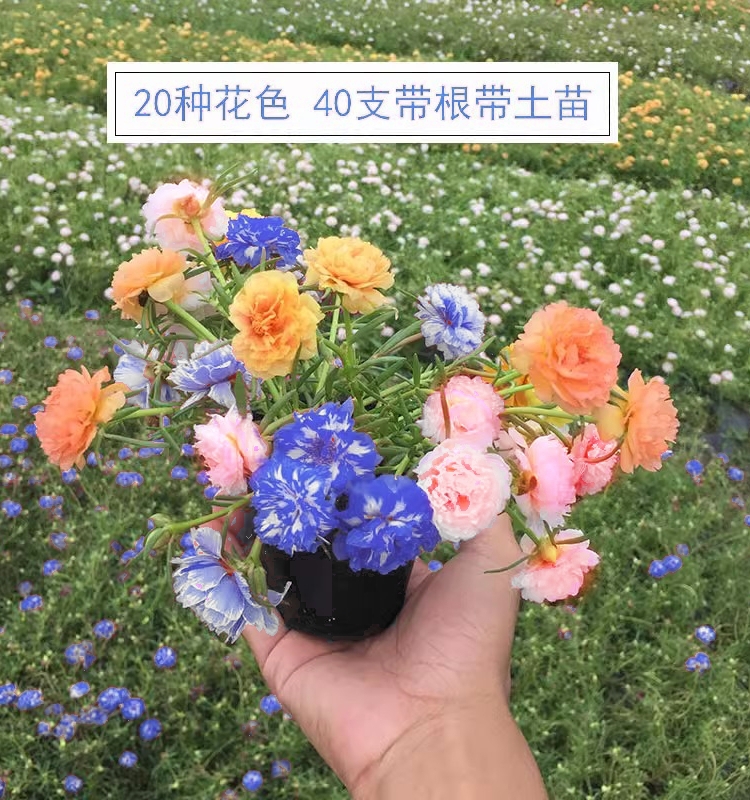 十月新品太阳花苗重瓣混色特大花盆栽绿植花卉盆景植物带根 - 图0