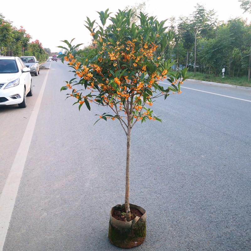 原生桂花树苗地栽四季天香台阁沉香桂盆景金桂丹桂大型八月桂庭院 - 图0