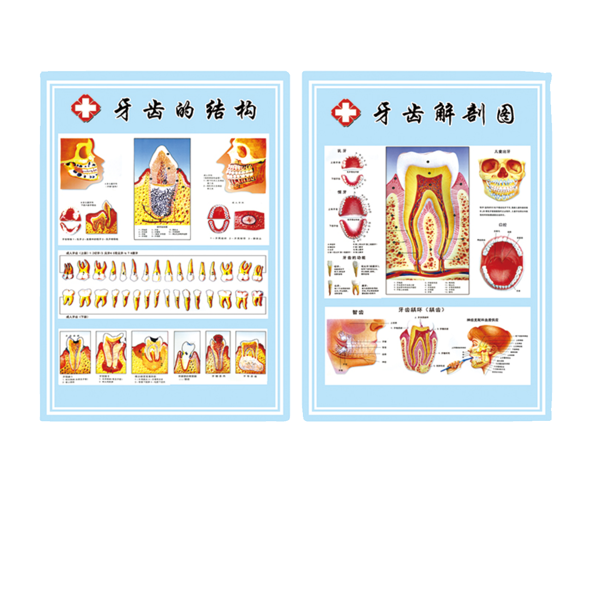 口腔医院诊所牙科门诊海报挂图牙齿结构解剖装饰墙贴知识宣传挂画