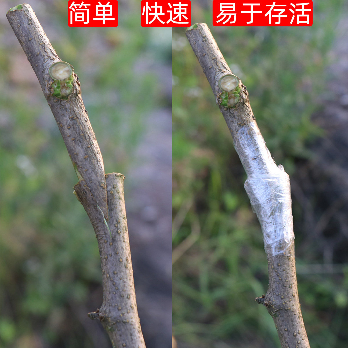 SONO果树苗木嫁接机新款粗枝嫁接神器多功能嫁接刀大号嫁接剪架接,淘宝优惠券,粉丝福利购,淘宝优惠卷