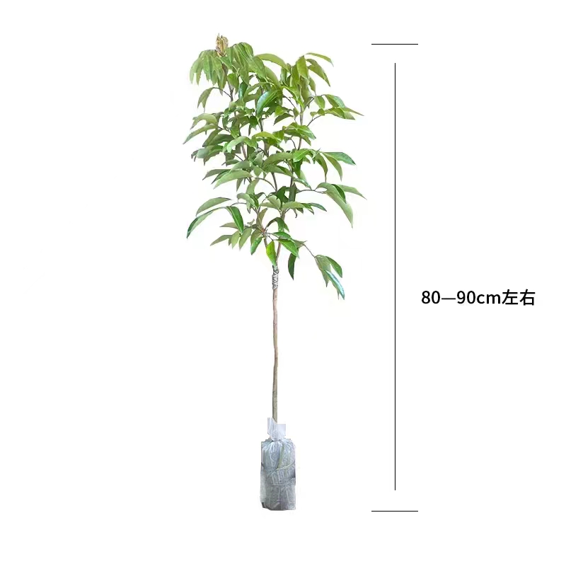 新品种海南荔枝王苗火山岩荔枝王无核荔枝果树苗桂味荔枝树苗带土-图3