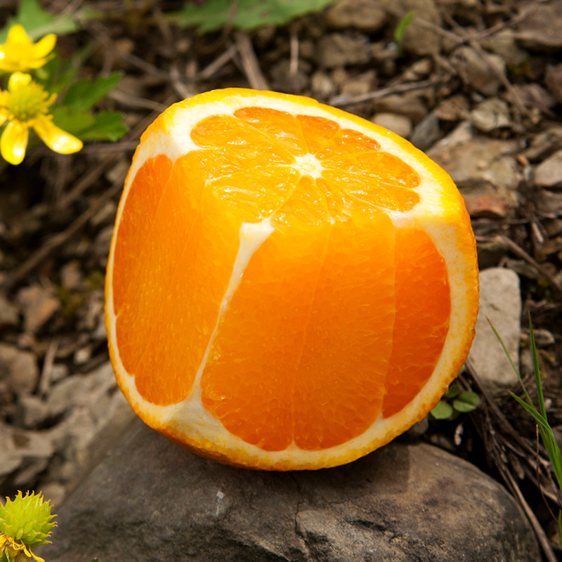 湖北正宗秭归脐橙纽荷尔新鲜水果橙子当季大个手剥橙九月红果冻橙,淘宝优惠券,粉丝福利购,淘宝优惠卷