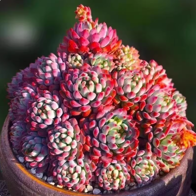 超大蓝苹果老桩多肉植物巨型稀有贵货蓝精灵阳台盆栽新手好养绿植,淘宝优惠券,粉丝福利购,淘宝优惠卷