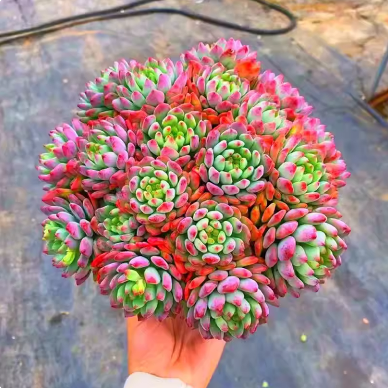 超大蓝苹果老桩多肉植物巨型稀有贵货蓝精灵阳台盆栽新手好养绿植,淘宝优惠券,粉丝福利购,淘宝优惠卷