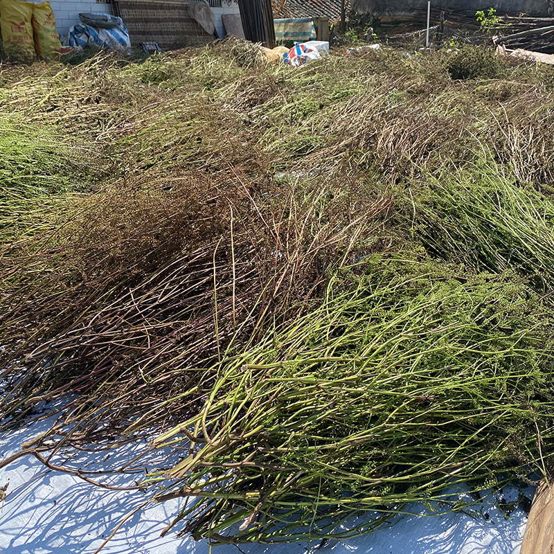 湖南正宗本地双面红紫苏野外紫苏茎晒干紫苏梗干货可食用500g包邮 - 图1