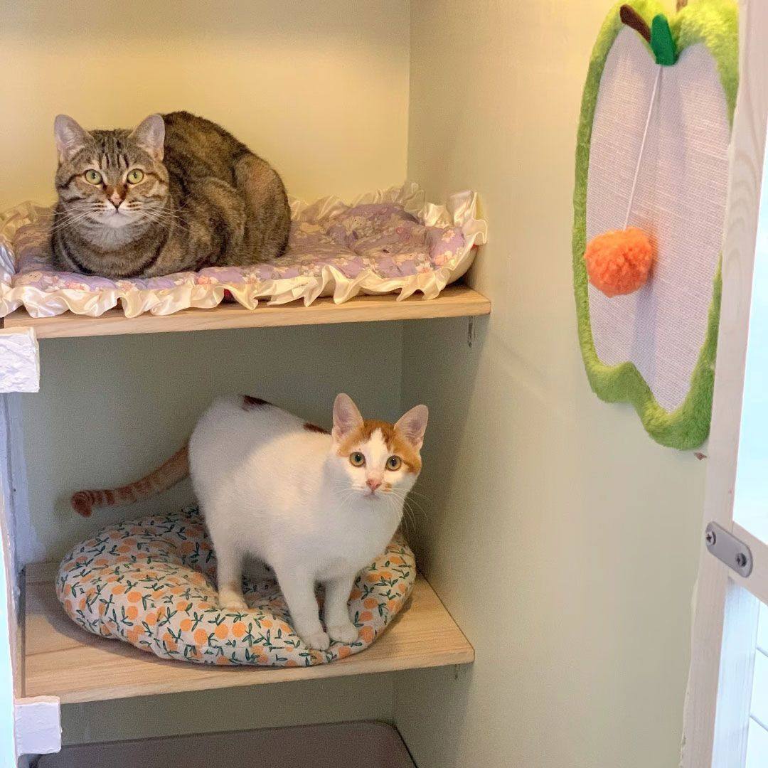 xps挤塑板DIY猫狗窝保温防风板材装饰墙流浪猫窝猫别墅【仅板材】,淘宝优惠券,粉丝福利购,淘宝优惠卷