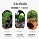 Fish tank Moss, aquatic plants, fish and shrimp avoidance tank