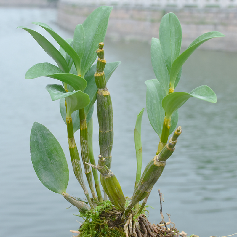 江楠枫 金玉良缘石斛树桩铁皮石斛苗办公室内绿植小植物球花盆栽