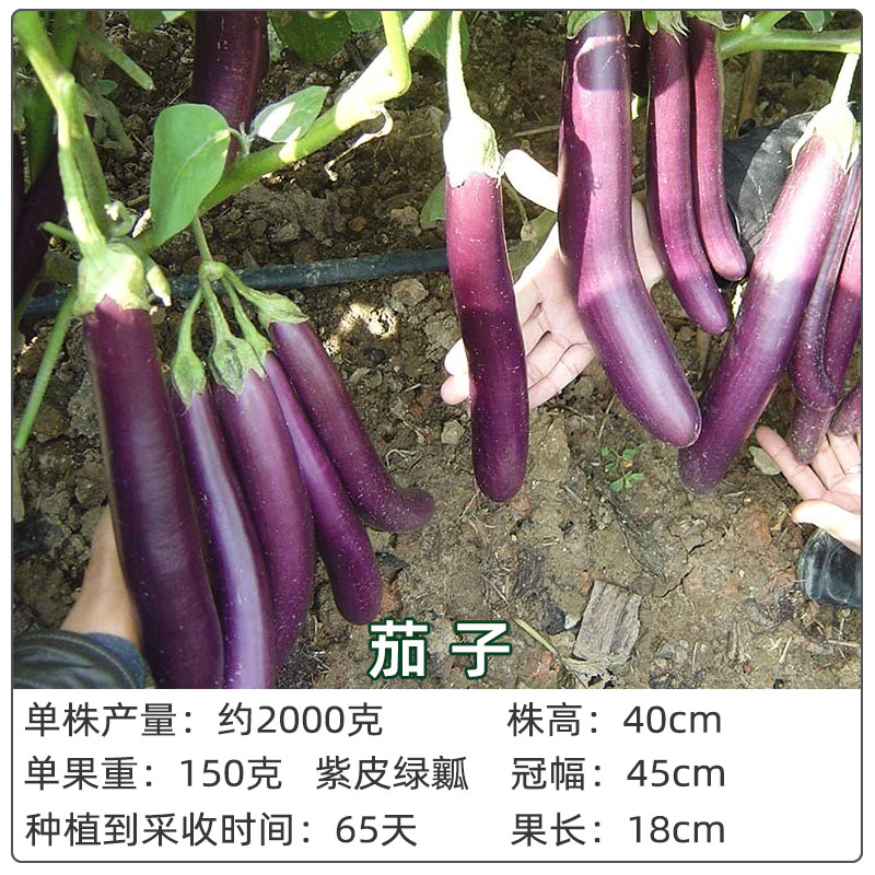 蔬菜苗番茄黄瓜秋葵西兰花荷兰豆阳台种菜庭院盆栽四季种春季种 - 图2