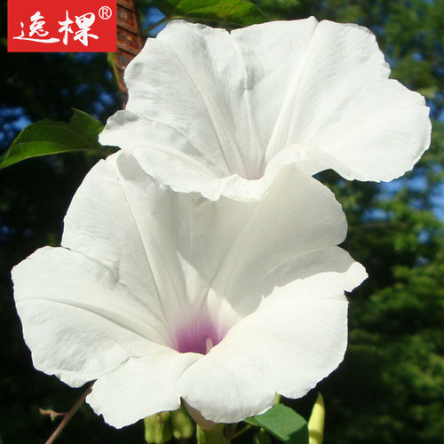 大花牵牛花种籽子孑苗爬藤苗盆栽朝颜四季种开花阳台庭院易种活 - 图3
