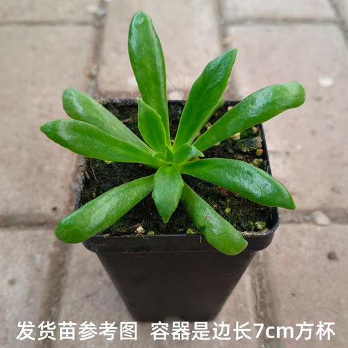 露薇花花苗种子籽苗小苗冬春开花阳台窗台庭院盆栽易种花卉冬季 - 图3