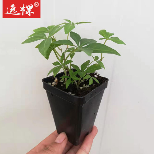 大花牵牛花种籽子孑苗爬藤苗盆栽朝颜四季种开花阳台庭院易种活 - 图1