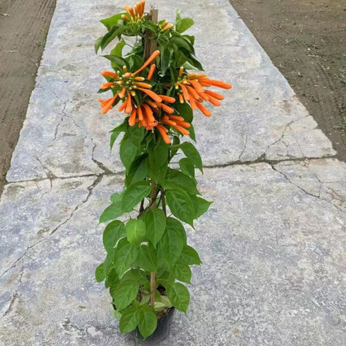 炮仗花苗 爬藤植物 鞭炮花 四季可种阳台庭院垂吊攀援花卉 藤本花 - 图0