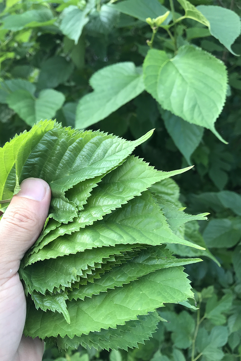 桑叶新鲜养蚕宝宝送蚕卵学生套装蚕叶大小蚕鲜嫩现摘当天发货喂蚕 - 图2