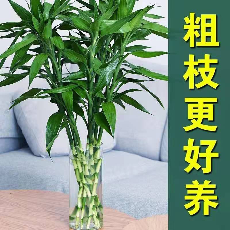 富贵竹花水养客厅水培植物粗枝转运竹绿植盆栽室内净化空气鲜花瓶 - 图3