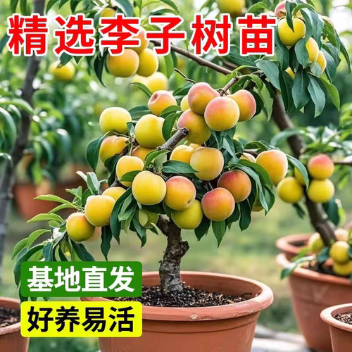 矮化盆栽李子树苗嫁接李子苗盆栽地栽南北方种植当年结果 - 图0