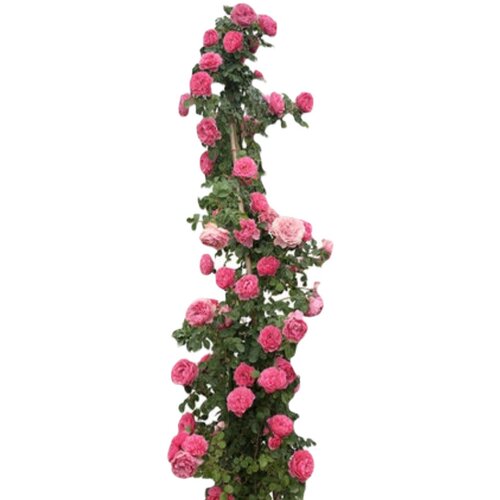 藤本月季花苗特大花庭院浓香爬藤花盆栽地栽花卉开花玫瑰花苗 - 图3