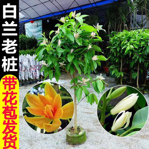 白兰花玉兰盆栽地栽树苗四季浓香型花卉植物室内外阳台庭院绿植 - 图1
