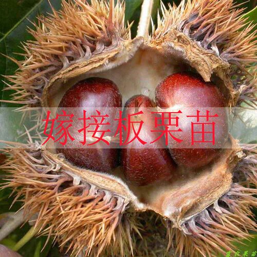 果树苗板栗树苗南方北方种植当年结果庭院果树苗盆栽地栽板栗苗 - 图0