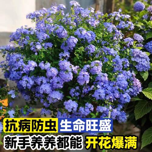 蓝雪花盆栽苗四季开阳台绿植耐热棒棒糖庭院花卉大白雪花耐寒老桩 - 图3