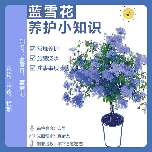 蓝雪花盆栽苗四季开阳台绿植耐热棒棒糖庭院花卉大白雪花耐寒老桩 - 图0