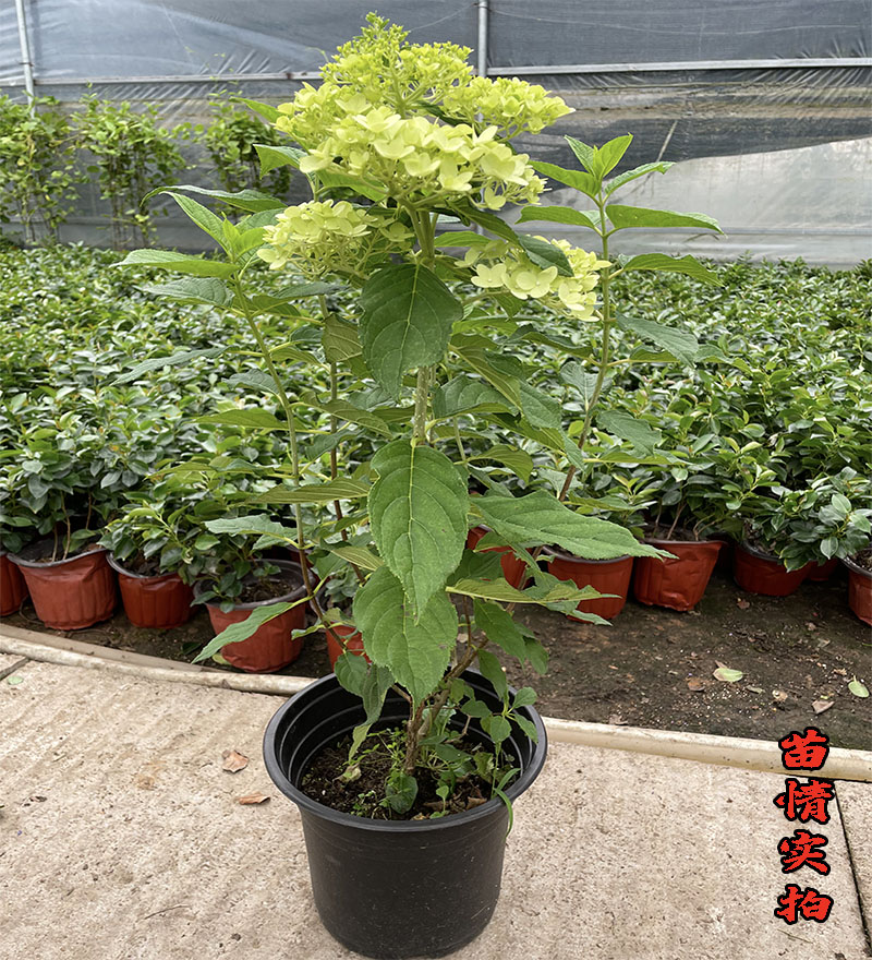 北极熊植物庭院花卉阳台花特大耐寒盆栽本木地栽花苗圆锥绣球绿植 - 图3