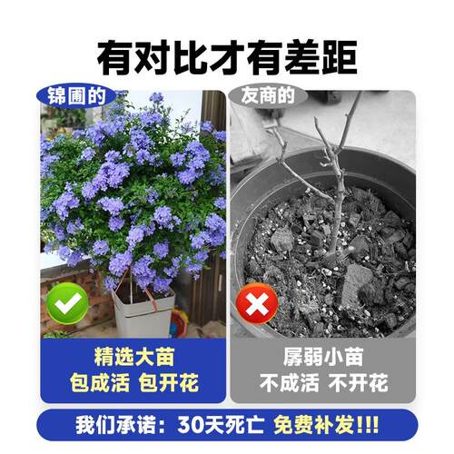 蓝雪花盆栽苗四季开阳台绿植耐热棒棒糖庭院花卉大白雪花耐寒老桩 - 图1