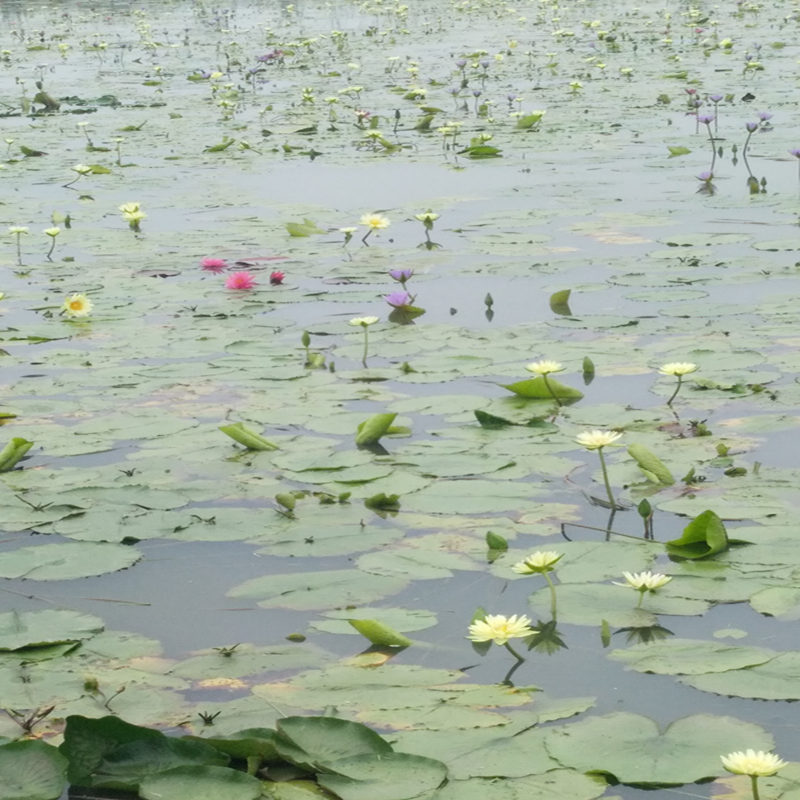 池塘水生植物莲花种子正品四季水培植物花卉睡莲根块睡莲种子种根 - 图1