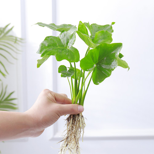 水培植物观音竹办公室好养活水养花卉栀子花懒人盆栽文竹发财树 - 图1