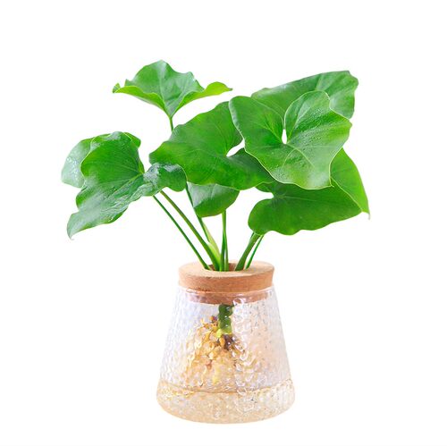 春羽水培盆栽办公室桌面水养观叶绿植新手好养活绿色植物室内盆栽 - 图3