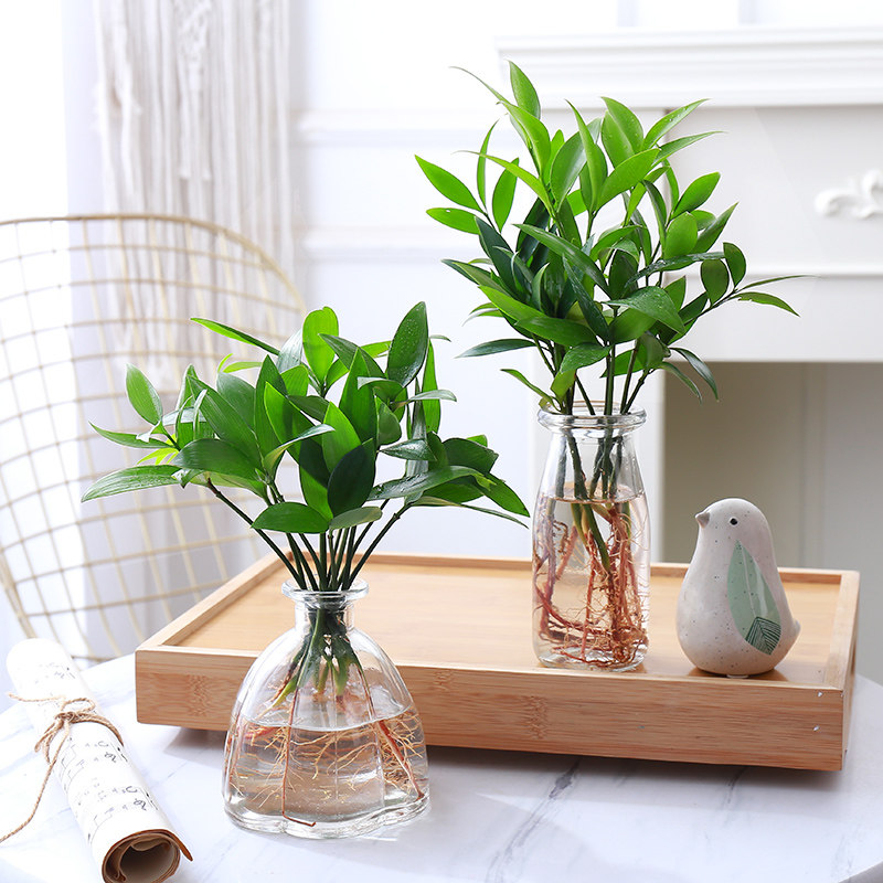 办公室养眼小绿植竹柏盆栽四季养好活花卉懒人桌面水培观叶植物,淘宝优惠券,粉丝福利购,淘宝优惠卷