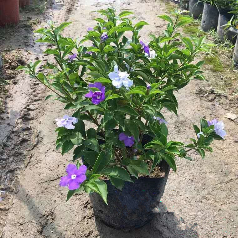 双色茉莉盆栽双色花苗鸳鸯茉莉花阳台室内外盆栽芳香花卉包邮-图2