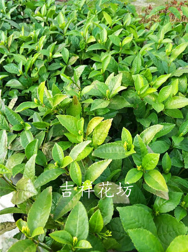 包邮带花发货 珠兰金粟兰鱼子兰鸡爪兰 姿态优美庭院阳台盆栽植物 - 图0