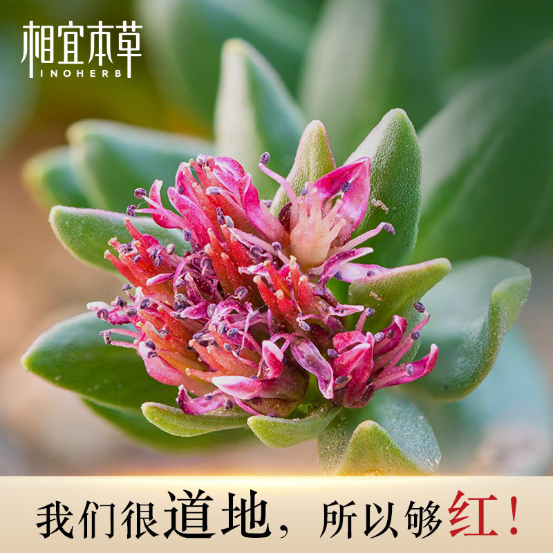 相宜本草红景天水乳套装黄皮肤变白 相宜本草若兮面部护理套装