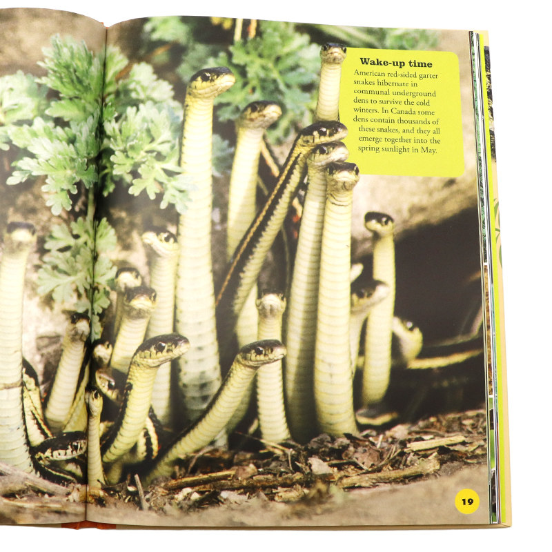 DK出品 关于蛇你需要知道的一切英文原版 Everything You Need to Know About Snakes 儿童爬行动物百科进口书籍精装