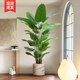 Bird of paradise simulated green plant potted plant large