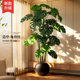 Monstera simulated green plants, living room atmosphere, green plants, indoor light luxury decoration, bionic plants, floor-standing ornaments, fake trees