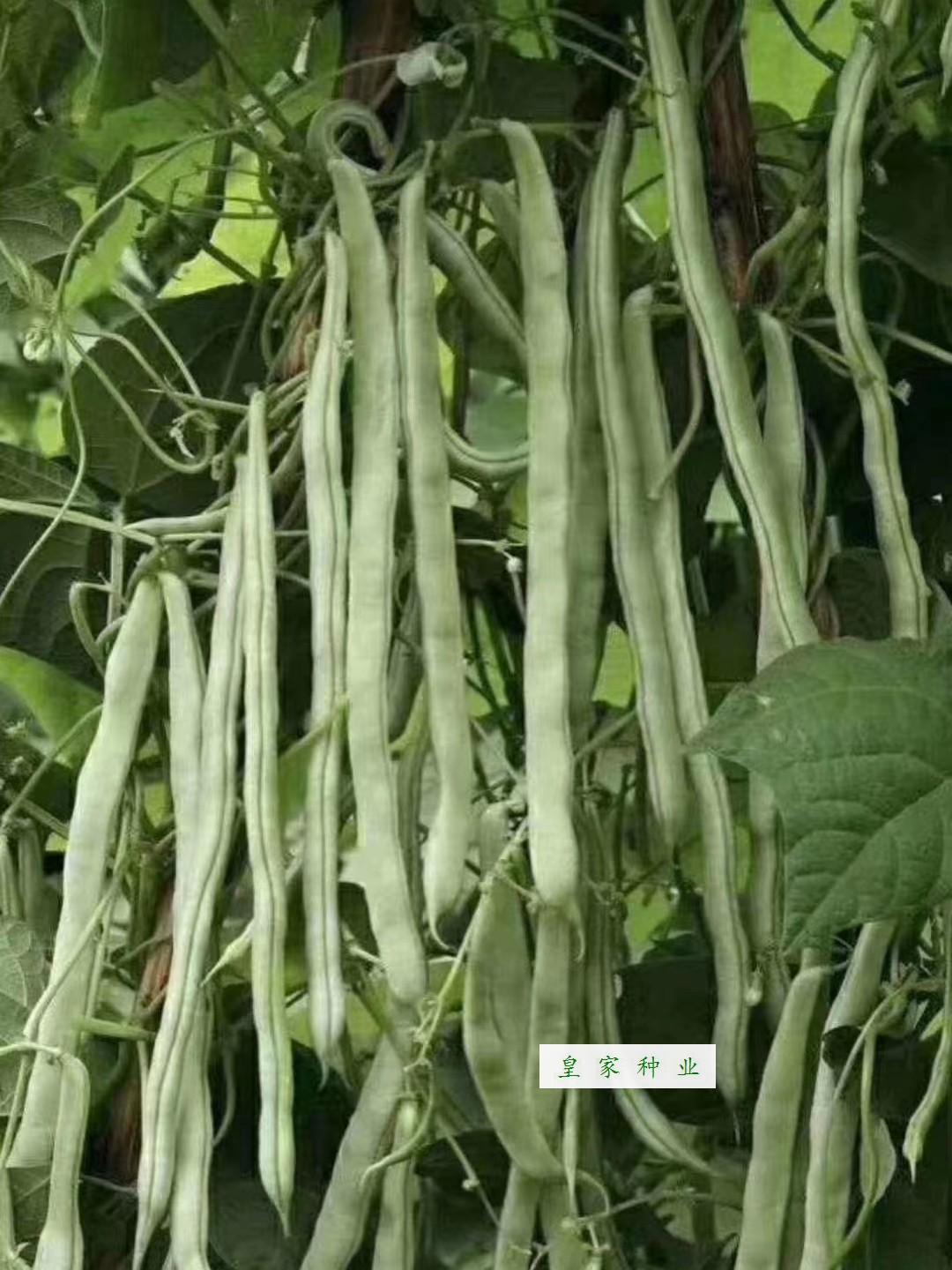 宁兴白玉无瑕架豆种子芸豆小金豆种籽四季豆扁豆肉厚春秋播种高产 - 图1